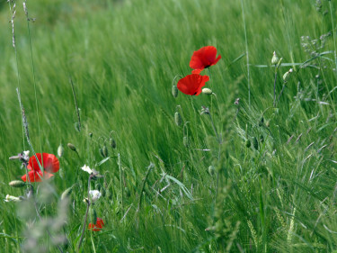 Eine Mohnblume im Gerstenfeld.