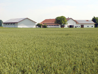 Ein Bauernhof mit Feld Getreidefeld im Vordergrund. 