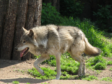 Beutegreifer wie der Wolf gefährden Tiere in Weidehaltung. 