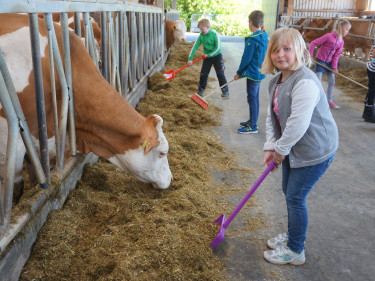 Kinder helfen bei der Stallarbeit beim Einfüttern der Kühe. 