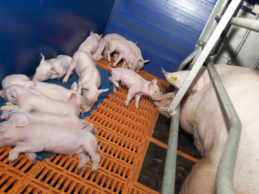 Kleine Ferkel im Kastenstand der Mutter-Sau. 