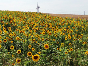 Ein Feld voller Sonnenblumen.