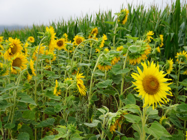 Sonnenblumenfeld