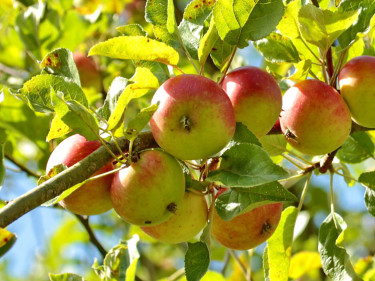 Apfelbaum