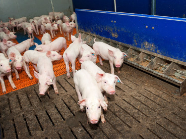 Schweine im Stall