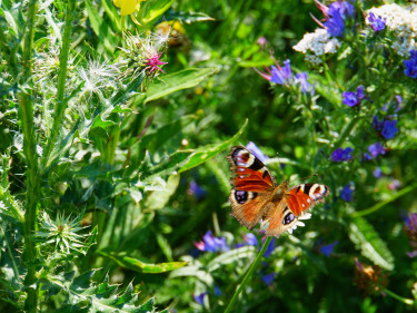Ein Schmetterling auf einer Pflanze in einer blühenden Wiese. 