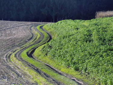Feldweg zwischen Acker und Zwischenfrucht. 