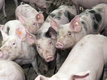 Schweine im Schweinestall. 