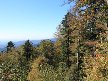 Wald