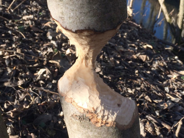 Baum von einem Biber beschädigt. 