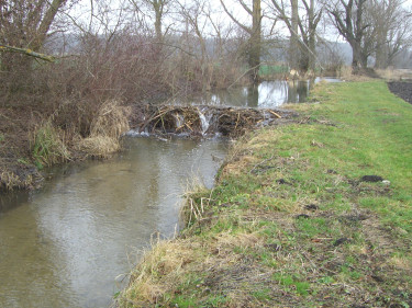 Biberschäden-Fessenheim