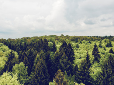 Steigerwald