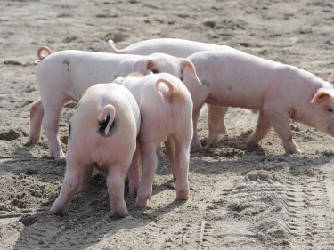 Schweine