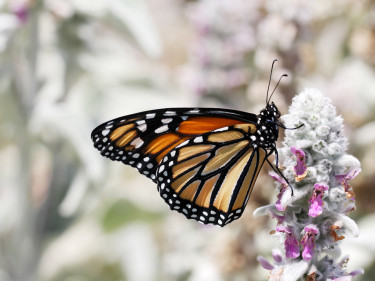 Schmetterling