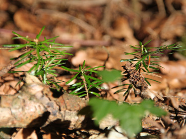 Junge Tannenpflänzchen im Wald. 