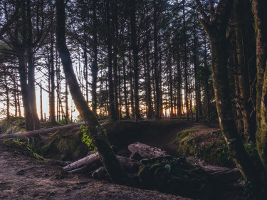 Wald