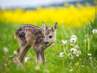 Ein Rehkitz auf der Wiese.