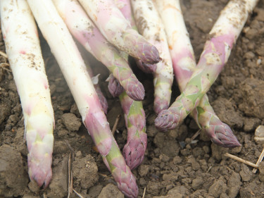 Spargel