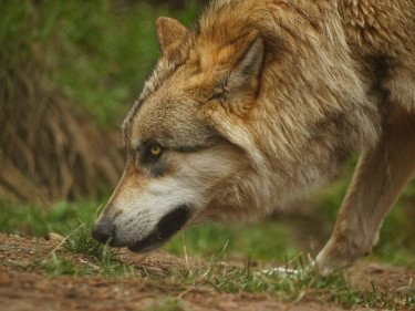 Wolf