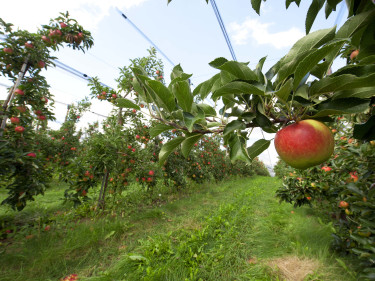 Ein Baum hängt vom Ast eines Apfelbaumes in einer Obst-Plantage. 