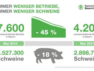 Grafik Schweine