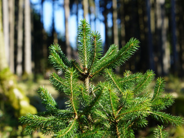 Eine junge Fichte wächst im Wald. 