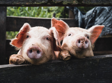 Schweine