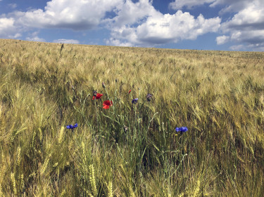 Getreidefeld mit Korn- und Mohnblumen. 