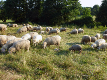 Schafherde