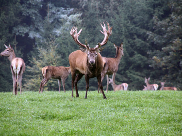 Hirsch