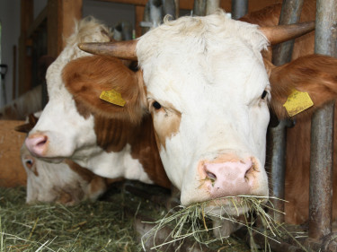 Rind im Stall.