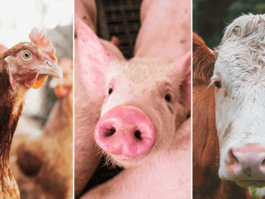 Collage Tiere