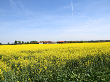 Rapsfeld unter blauem Himmel