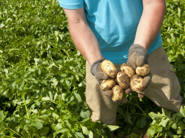 Kartoffeln