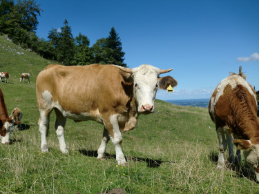 Kuh auf der Weide