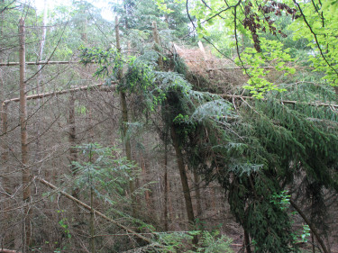 Wald Schneebruch