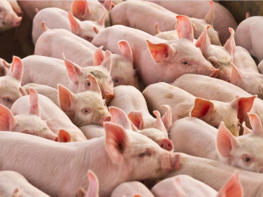 Schweine