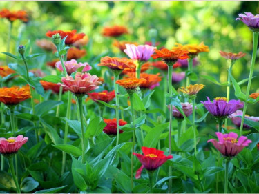 Blumenwiese 