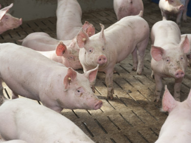 Schweine im Stall