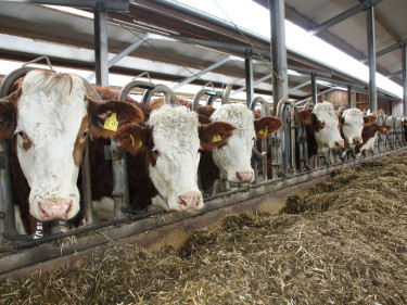 Mehrere Braun-weiße Milchkühe in einem Bayerischen Betrieb im Stall