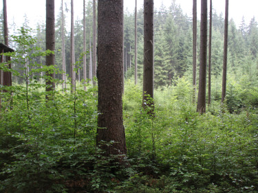 Blick in einen Wald