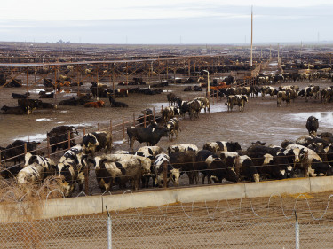 Feedlot in Südamerika