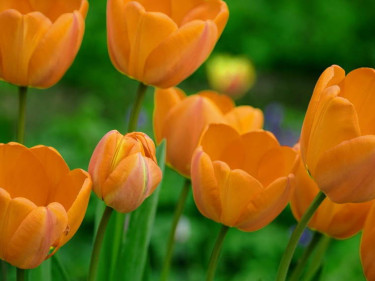 Tulpenwiese