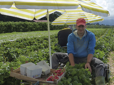 Saisonarbeiter bei der Ernte auf einem Erdbeerfeld