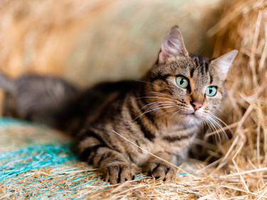 Katze im Stroh