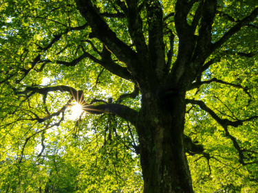 Baumm im Wald