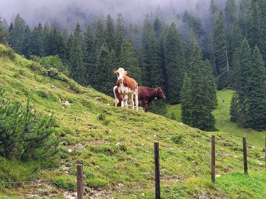 2025 08 02 GAP Almbegehung_Wettersteingebirge