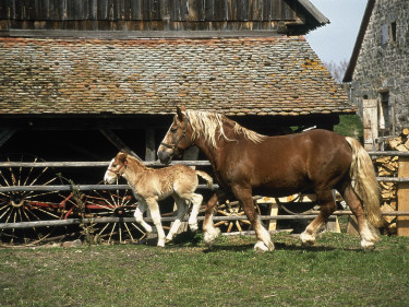 Pferd und Fohlen