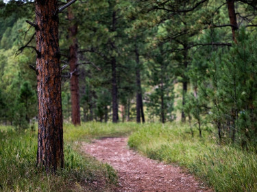 Weg Wald Baum Unfallgefahr