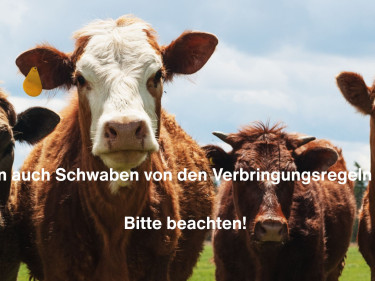 BTV-8: Nun auch Schwaben von den Verbringungsregelen betroffen! 